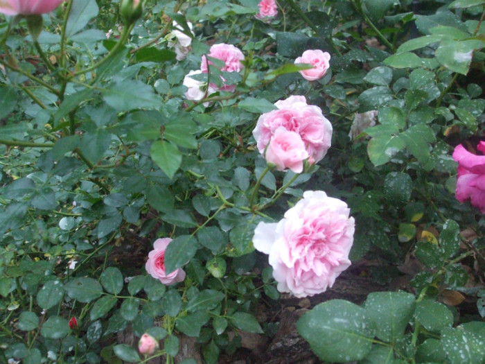 flori 2012 1180
