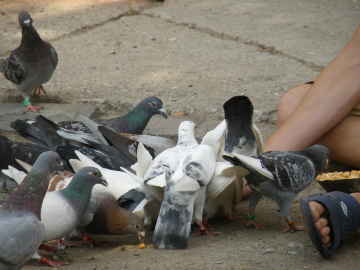 August 2011; Ora de dresaj
