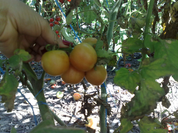 peach tomato - Rosiile mele