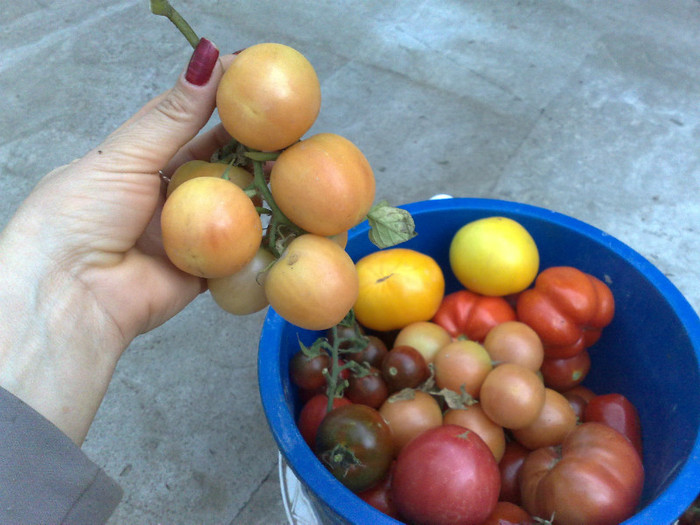 peach tomato - Rosiile mele
