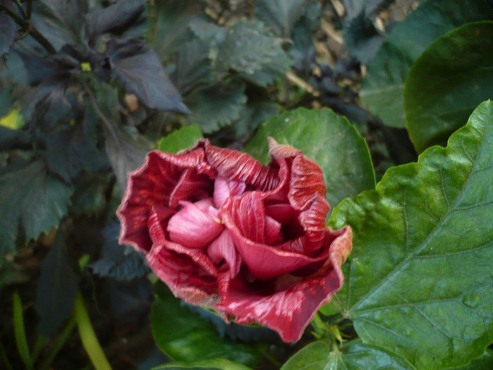 P1180363