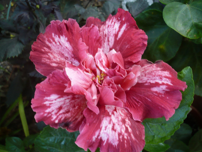 P1180371