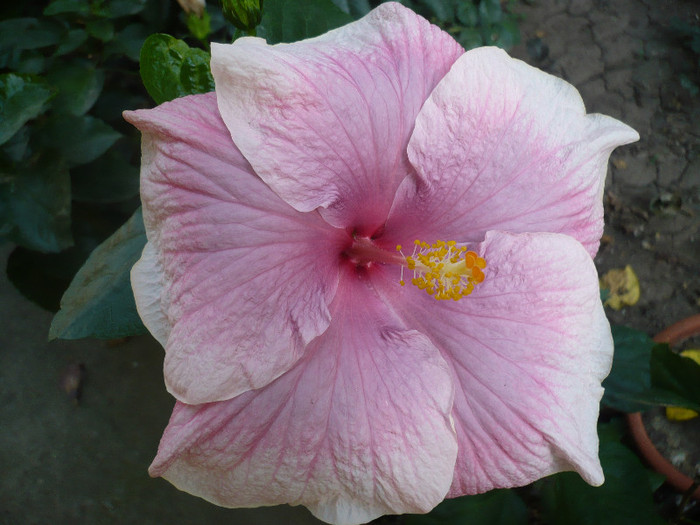 P1180379