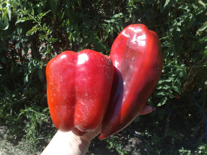 ardei gras si ardei kapia