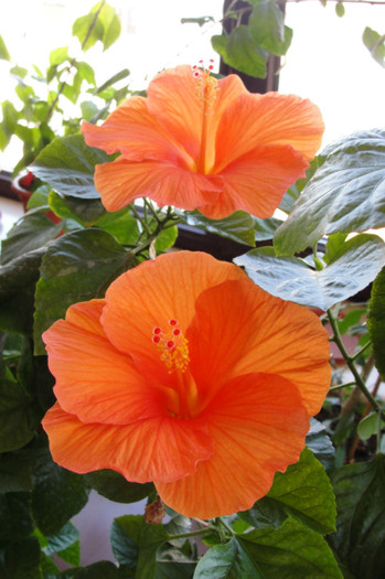  - B-hibiscus-2012 3