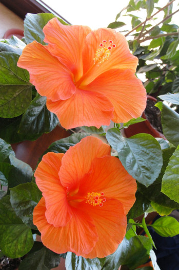  - B-hibiscus-2012 3