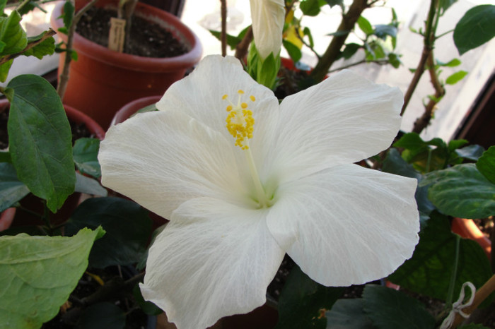 hibiscus Carta Blanche - B-hibiscus-2012 3