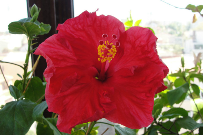 hibiscus Helene - B-hibiscus-2012 3