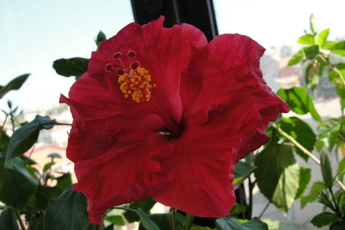  - B-hibiscus-2012 3