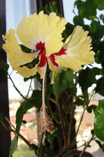 hibiscus Silvia Goodman - B-hibiscus-2012 3