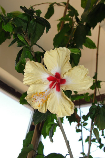 hibiscus Silvia Goodman - B-hibiscus-2012 3