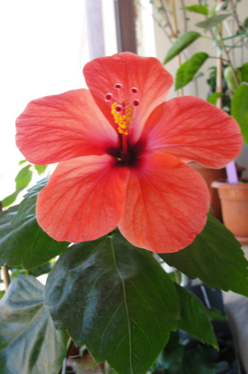hibiscus Radiance - B-hibiscus-2012 3