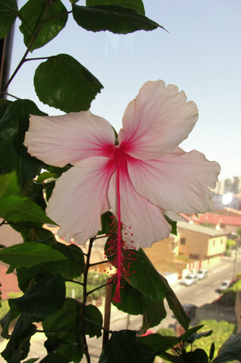hibiscus Pink Wings - B-hibiscus-2012 3