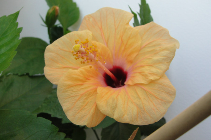  - B-hibiscus-2012 3