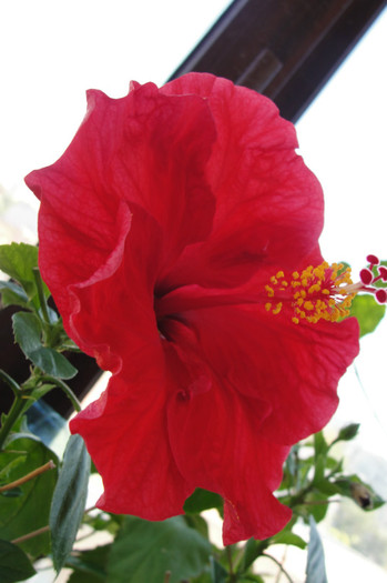 hibiscus Helene - B-hibiscus-2012 3