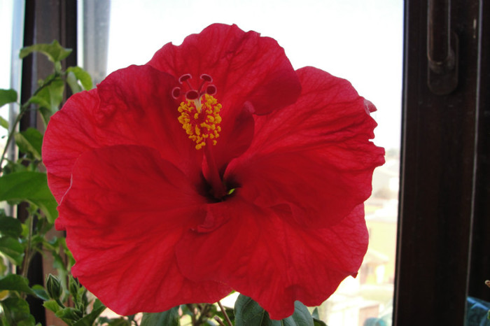  - B-hibiscus-2012 3