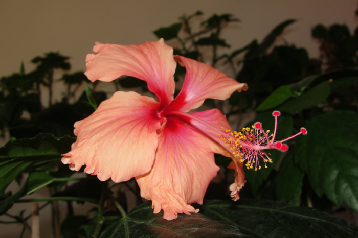 hibiscus Pink Shower Sport - B-hibiscus-2012 3