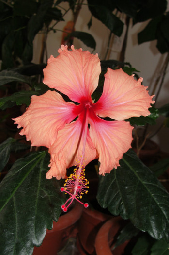  - B-hibiscus-2012 3