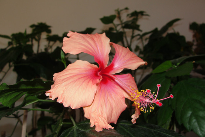  - B-hibiscus-2012 3