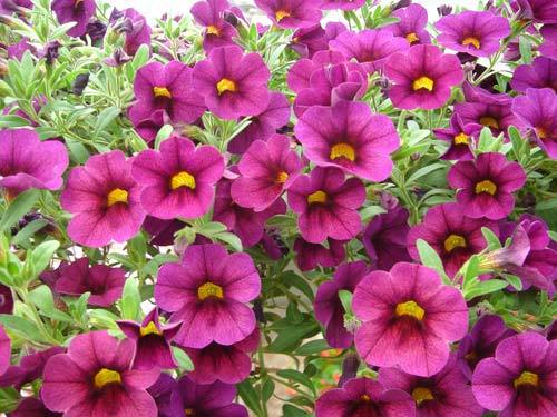 Calibrachoa