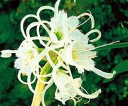 ismene floare crin (bakker)