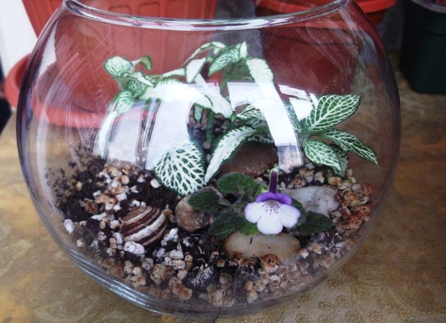 Little W.N. - Terrarium si Mini-terrarium