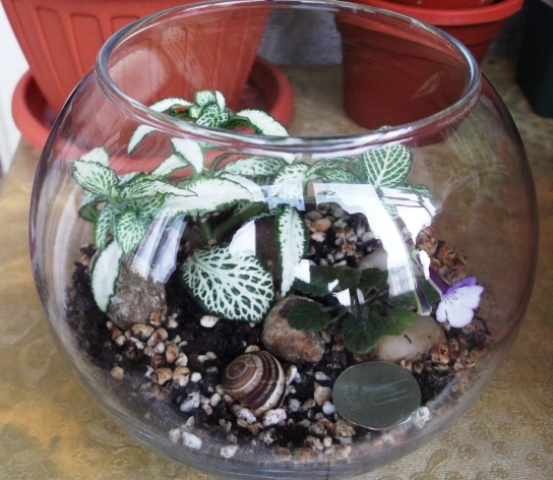 Little Wood Nymph - Terrarium si Mini-terrarium