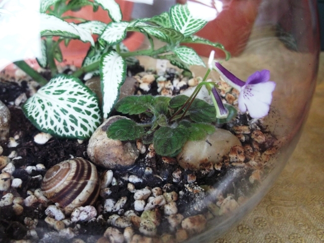 Little Wood Nymph (2) - Terrarium si Mini-terrarium