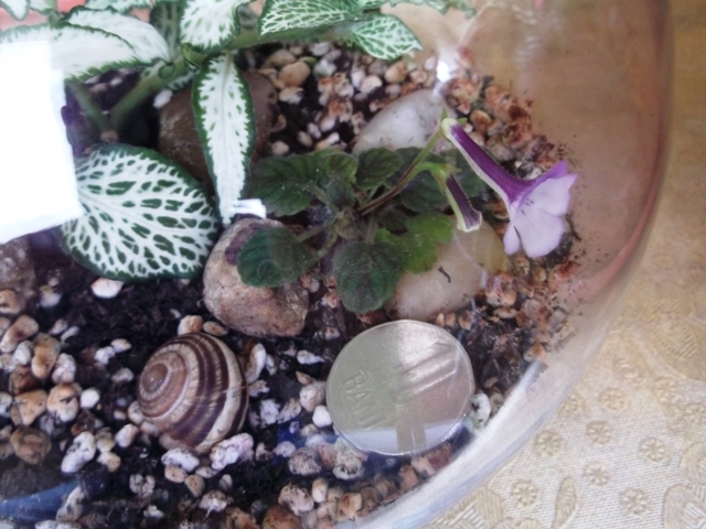 Little Wood Nymph (3) - Terrarium si Mini-terrarium