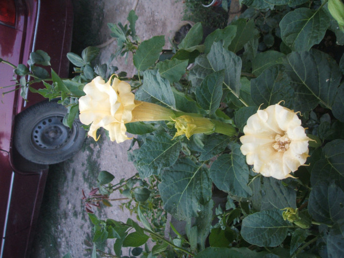 DSCF5803