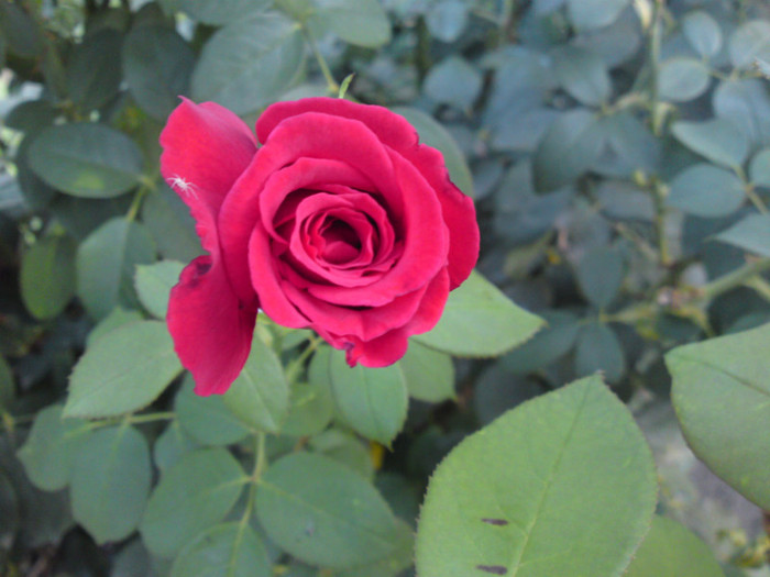septembrie 2012 033 - Flori - Trandafiri