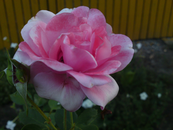 septembrie 2012 034 - Flori - Trandafiri