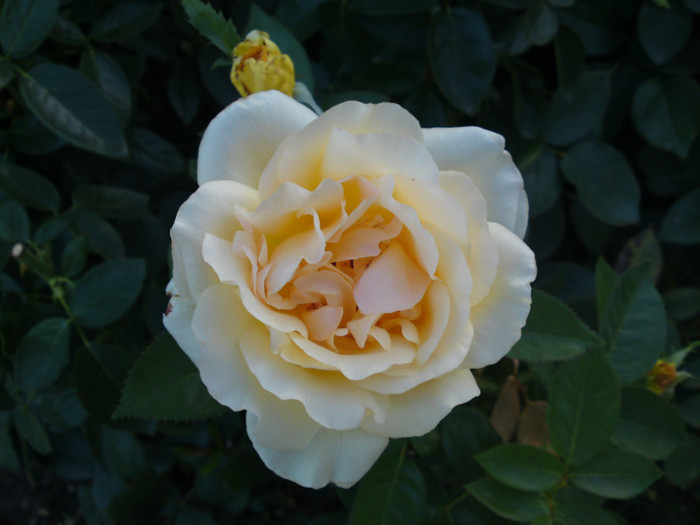 septembrie 2012 035 - Flori - Trandafiri