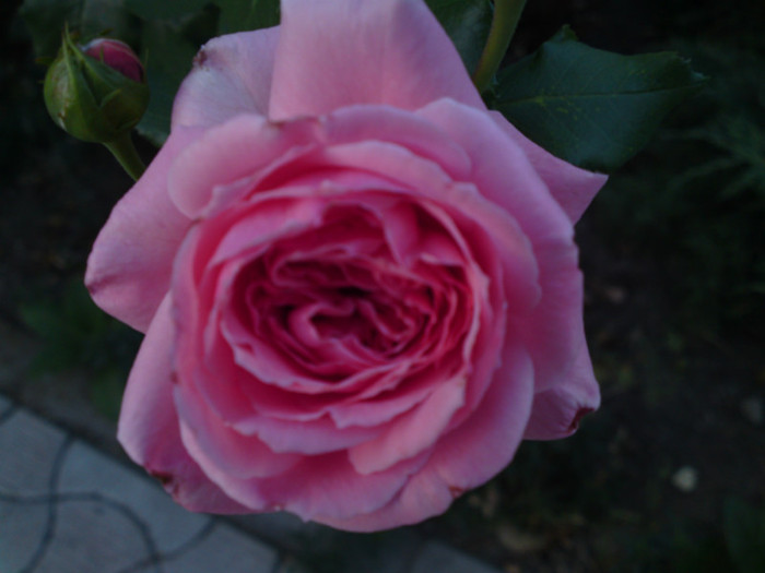 septembrie 2012 036 - Flori - Trandafiri