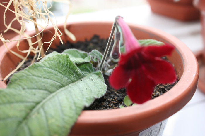 IMG_6028 - Gloxinii si strepto