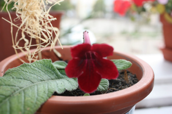 IMG_6031 - Gloxinii si strepto