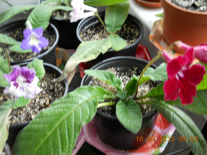 16.09.2012 002 - STREPTOCARPUSI
