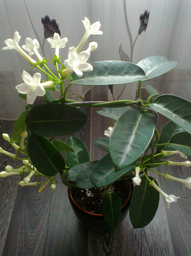 STEPHANOTIS; IASOMIE DE MADAGASCAR
