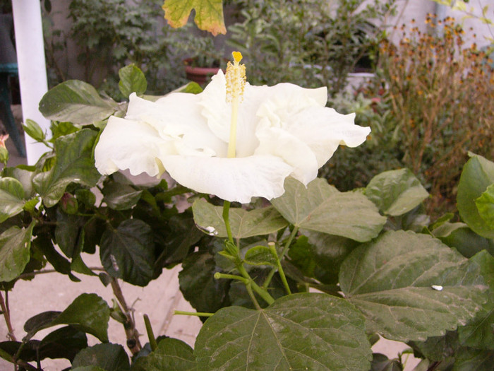 Byron Metts - Hibiscus