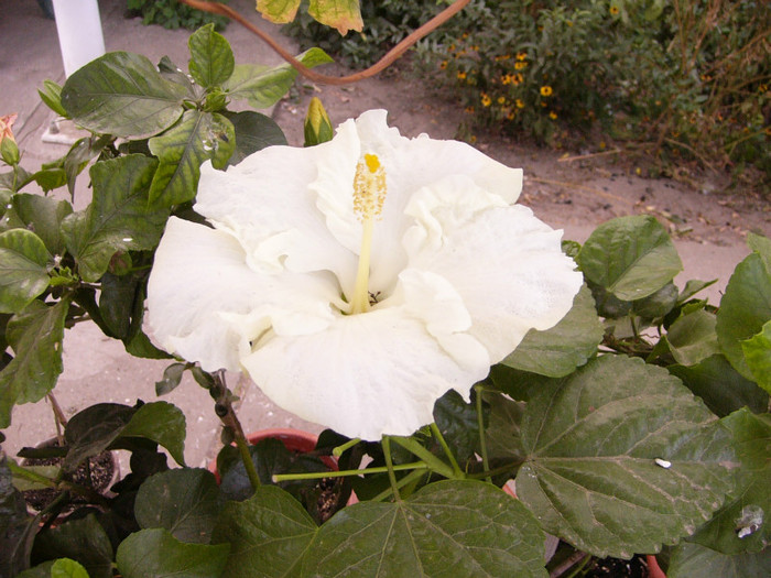 Byron Metts - Hibiscus