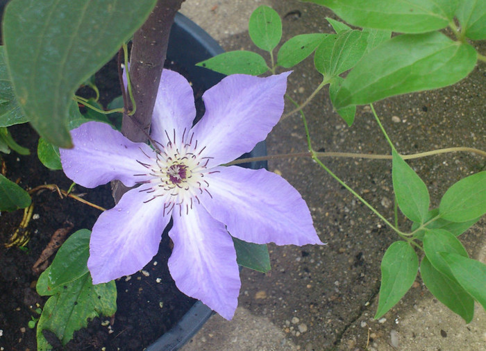 4sept2012 - Clematis