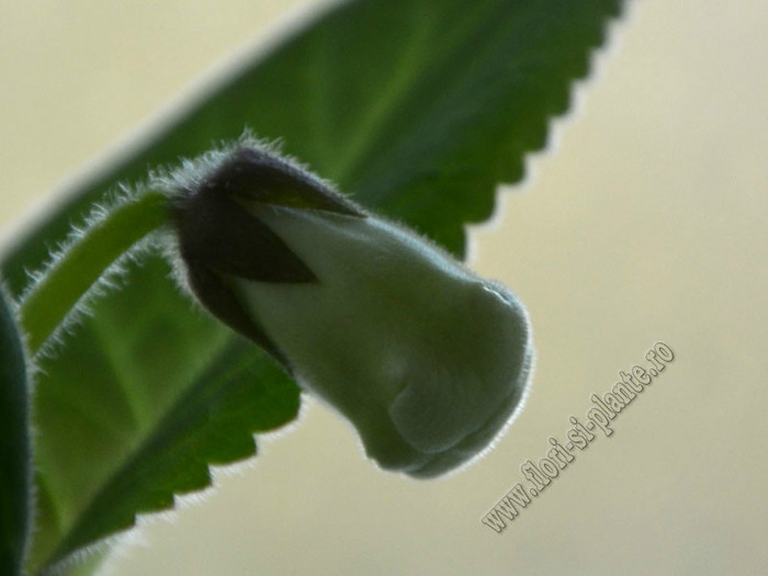 Gloxinia Jolly Rain; 2012

