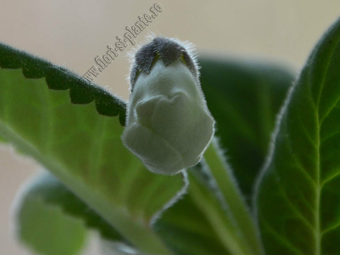Gloxinia Jolly Rain; 2012
