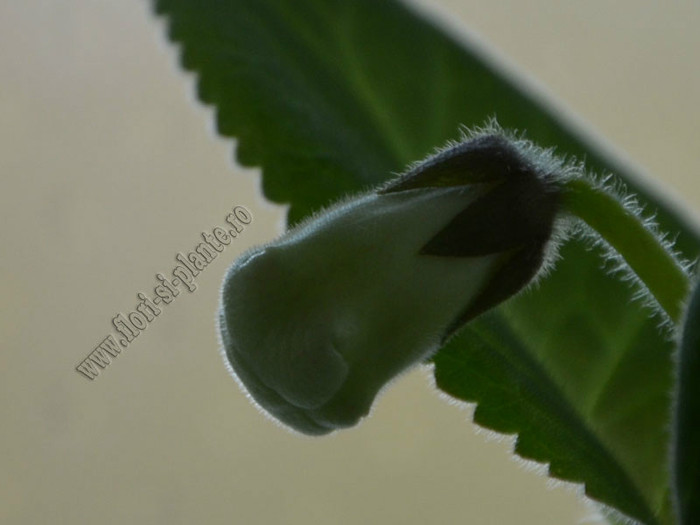 Gloxinia Jolly Rain; 2012
