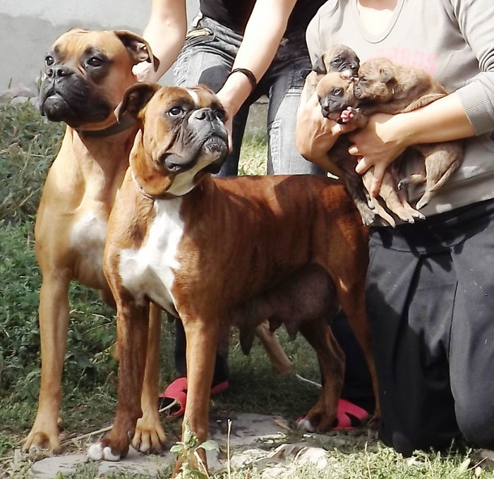 familia:)) - catei lesi - din mai multe ture boxeri si metisi