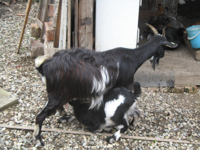 Capra cu iedul - Gainile caprele si restul animalelor