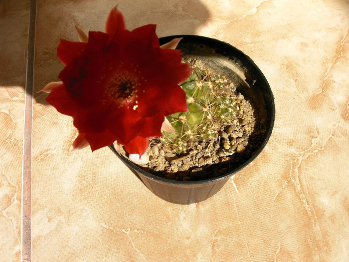 IMAG0036 - Flori cactusi