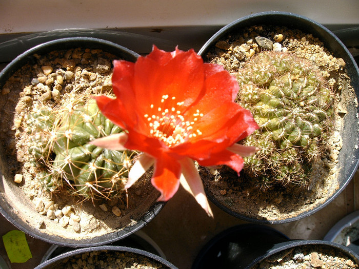 IMAG0032 - Flori cactusi