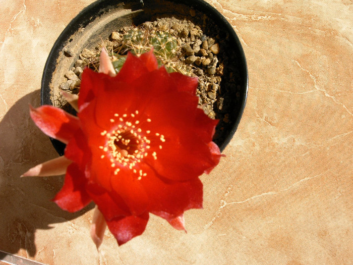 IMAG0034 - Flori cactusi