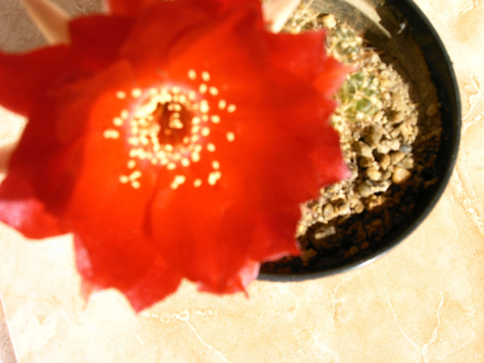 IMAG0035 - Flori cactusi